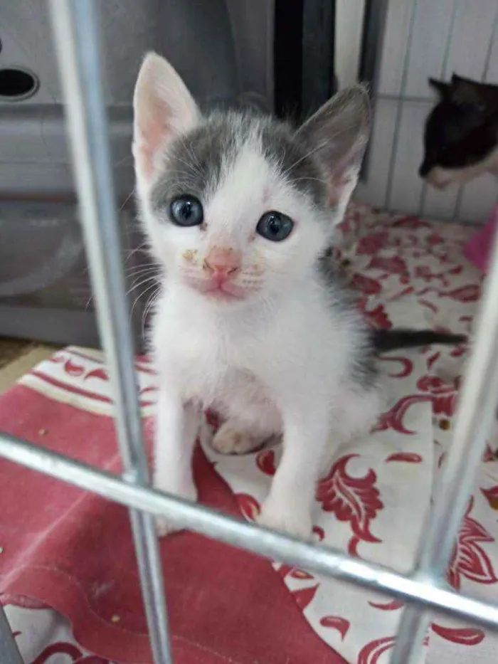 Gato ra a Srd idade 2 a 6 meses nome Blue, Cotoco e jorgi