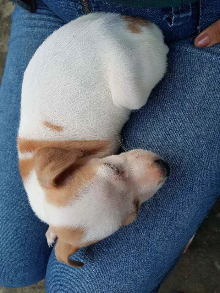 Cachorro ra a Vira lata idade Abaixo de 2 meses nome Mine