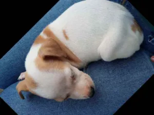 Cachorro raça Vira lata idade Abaixo de 2 meses nome Mine