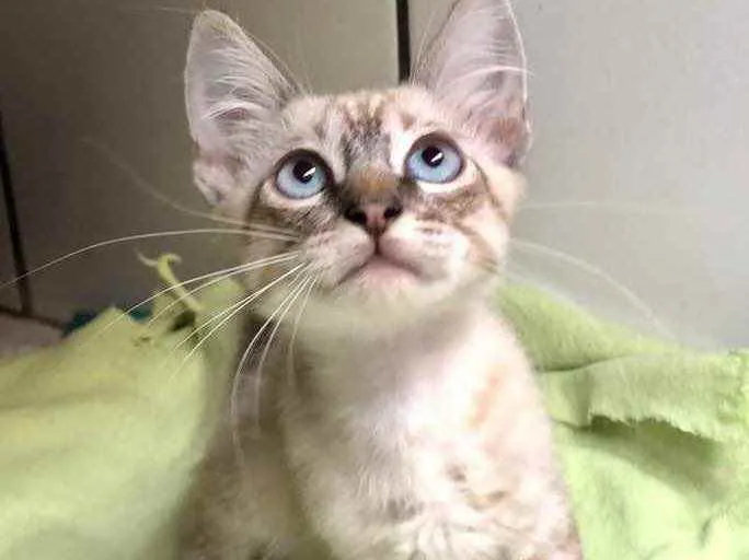 Gato raça Srd idade 2 a 6 meses nome Clarice