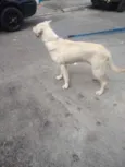 Cachorro raça Srd idade 1 ano nome Akita
