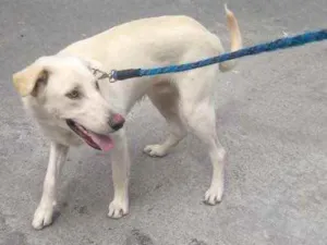 Cachorro raça Srd idade 1 ano nome Akita