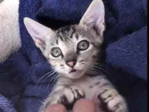 Gato raça Sed idade Abaixo de 2 meses nome Lilli