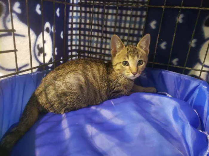 Gato raça Srd idade 2 a 6 meses nome Bernardo