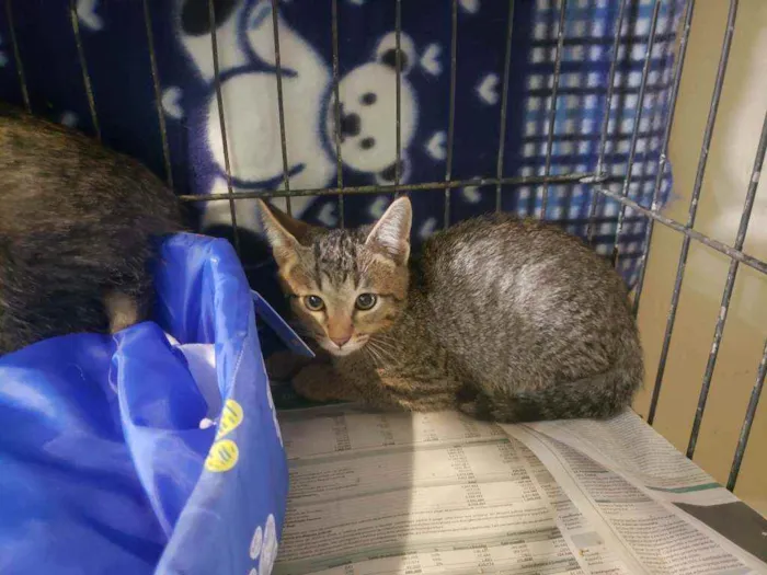 Gato raça Srd idade 2 a 6 meses nome Bernardo