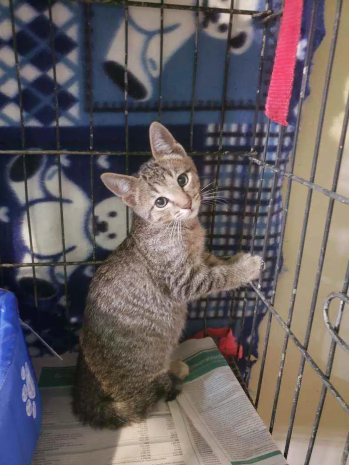 Gato raça Srd idade 2 a 6 meses nome Bernardo