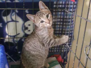 Gato raça Srd idade 2 a 6 meses nome Bernardo