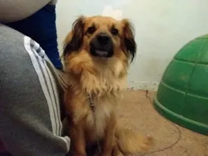 Cachorro raça SRD-ViraLata idade 4 anos nome Hardin