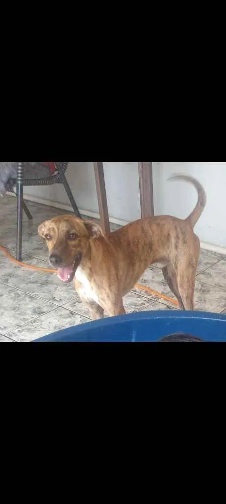 Cachorro raça Vira lata mistura idade 1 ano nome Hulk