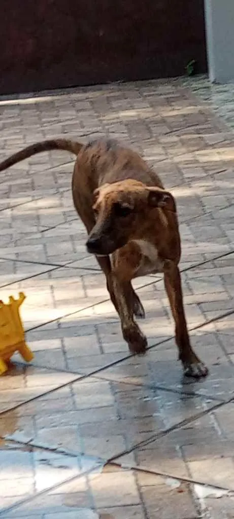 Cachorro raça Vira lata mistura idade 1 ano nome Hulk