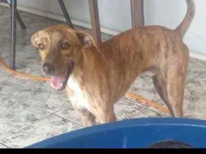 Cachorro raça Vira lata mistura idade 1 ano nome Hulk