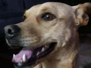 Cachorro raça Vira-lata idade 5 anos nome Mel