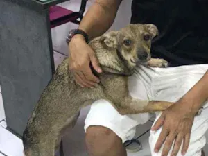 Cachorro raça SRD idade 7 a 11 meses nome Amora