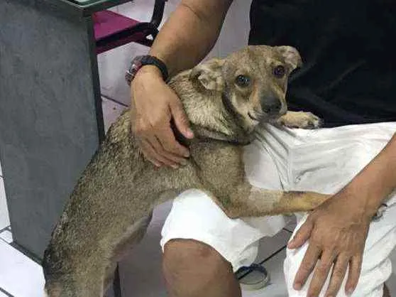 Cachorro ra a SRD idade 7 a 11 meses nome Amora
