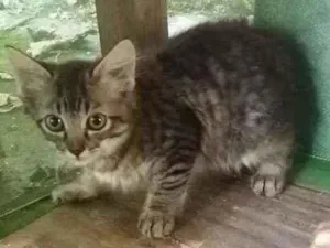 Gato raça S/R idade 2 a 6 meses nome Sem nome