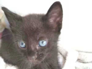 Gato raça  idade Abaixo de 2 meses nome Pretinha 