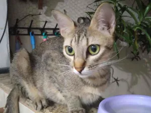 Gato raça  idade 7 a 11 meses nome Malu 