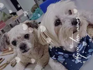 Cachorro raça  idade 5 anos nome Alfredo e Pedrita 