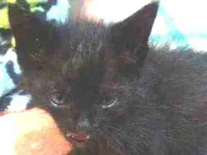 Gato raça Srd idade Abaixo de 2 meses nome Osiris
