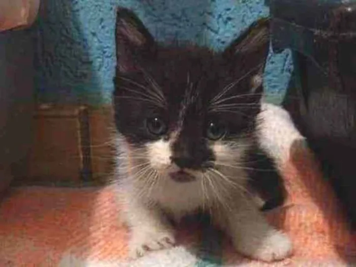 Gato raça Srd idade Abaixo de 2 meses nome Bhakti