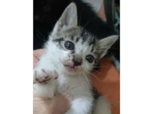 Gato raça Srd idade Abaixo de 2 meses nome Prana