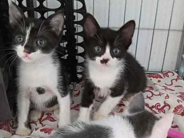 Gato ra a Srd idade 2 a 6 meses nome Blue, Cotoco e jorgi