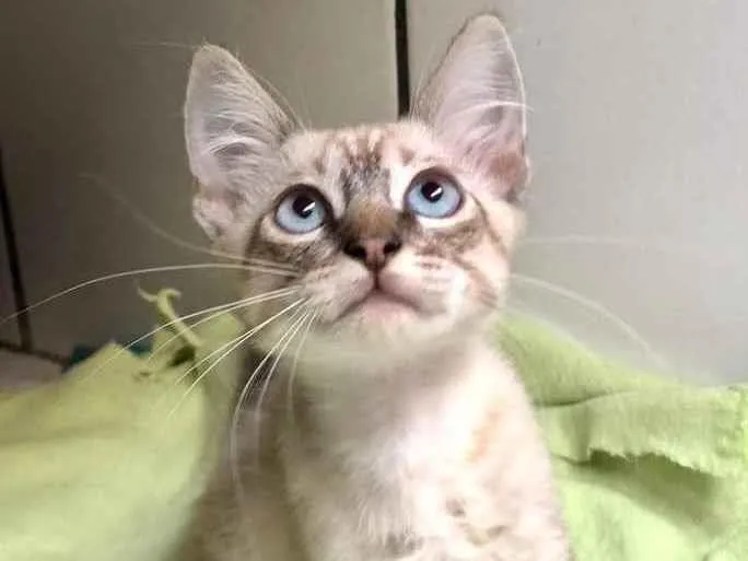 Gato raça Srd idade 2 a 6 meses nome Clarice