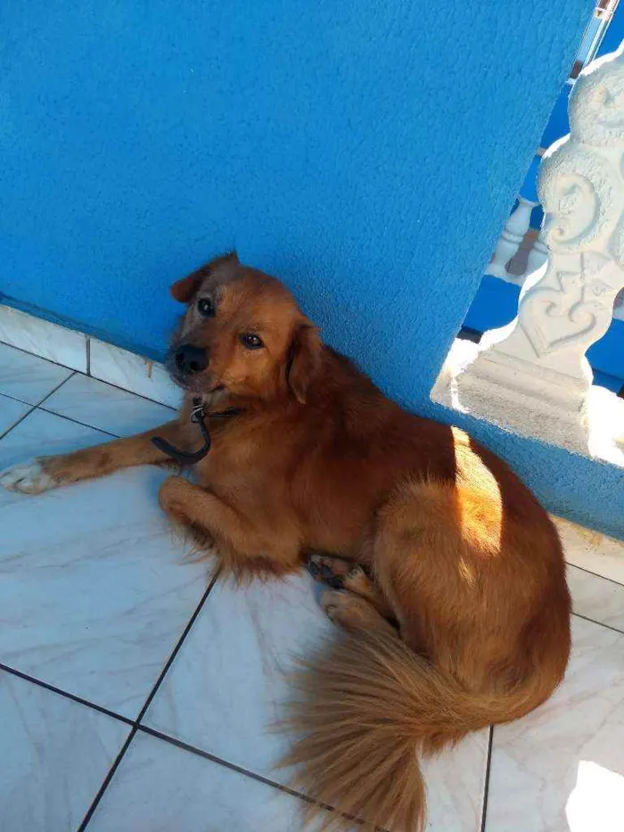 Cachorro ra a SRD idade 3 anos nome Spike