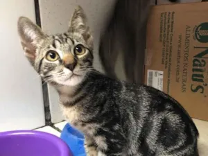 Gato raça Srd idade 2 a 6 meses nome Zeca