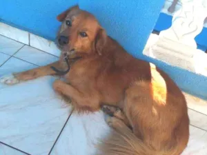 Cachorro raça SRD idade 3 anos nome Spike