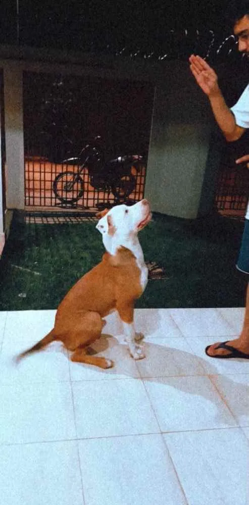 Cachorro raça Pitbull  idade 7 a 11 meses nome Spyke
