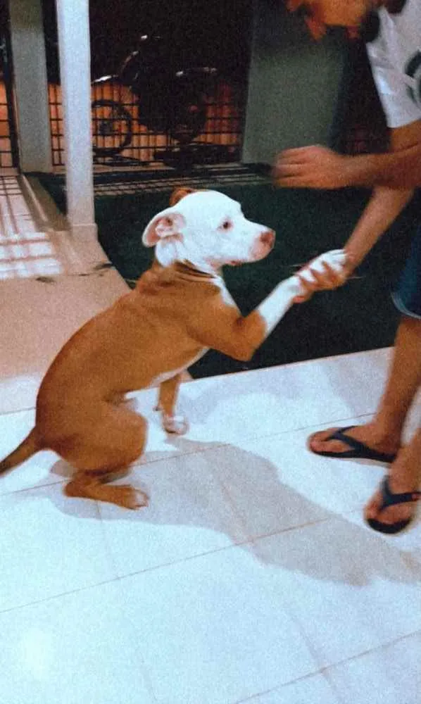 Cachorro raça Pitbull  idade 7 a 11 meses nome Spyke