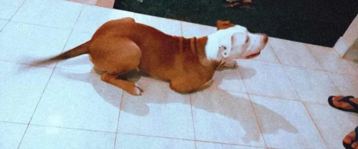Cachorro raça Pitbull  idade 7 a 11 meses nome Spyke