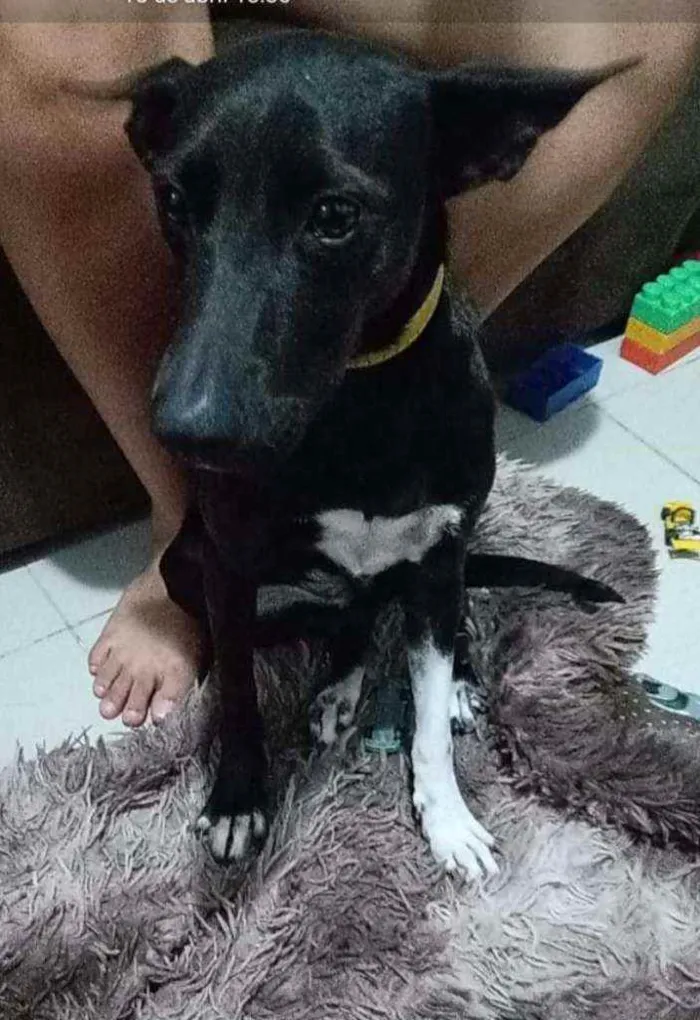 Cachorro ra a SRD idade 7 a 11 meses nome Baronesa