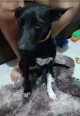 Baronesa