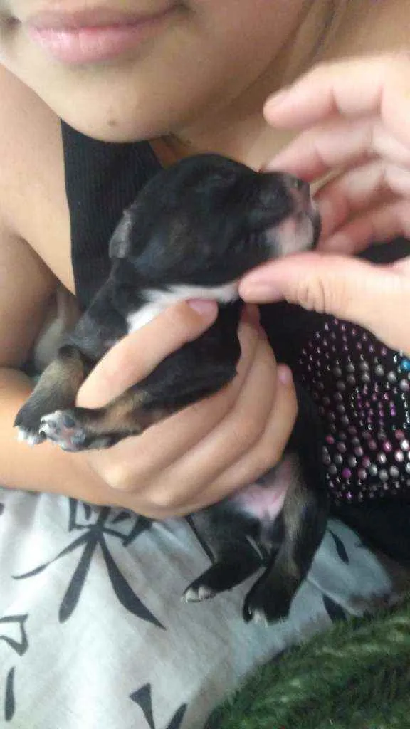 Cachorro ra a Srd idade Abaixo de 2 meses nome Sem nome