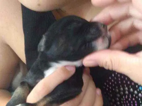 Cachorro ra a Srd idade Abaixo de 2 meses nome Sem nome