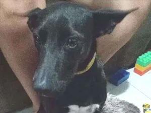 Cachorro raça SRD idade 7 a 11 meses nome Baronesa