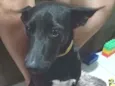 Baronesa