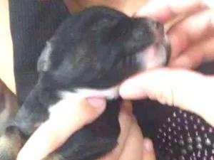 Cachorro raça Srd idade Abaixo de 2 meses nome Sem nome