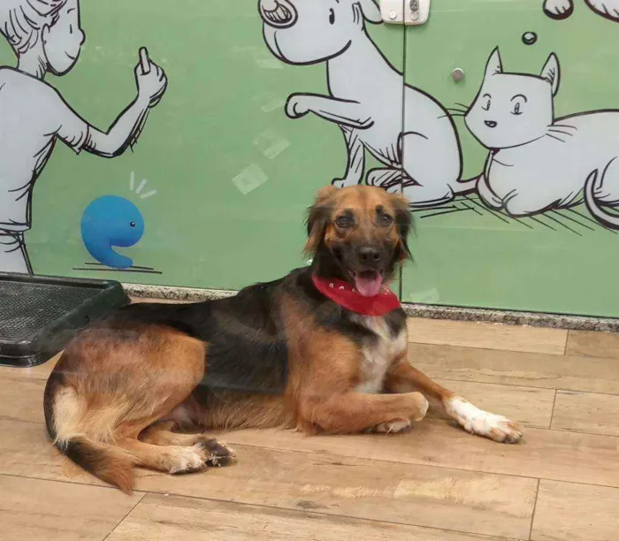 Cachorro ra a SRD idade 2 anos nome RUBI
