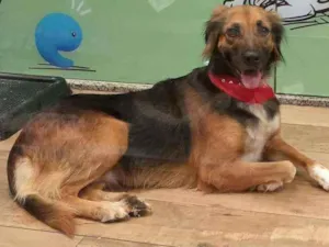 Cachorro raça SRD idade 2 anos nome RUBI
