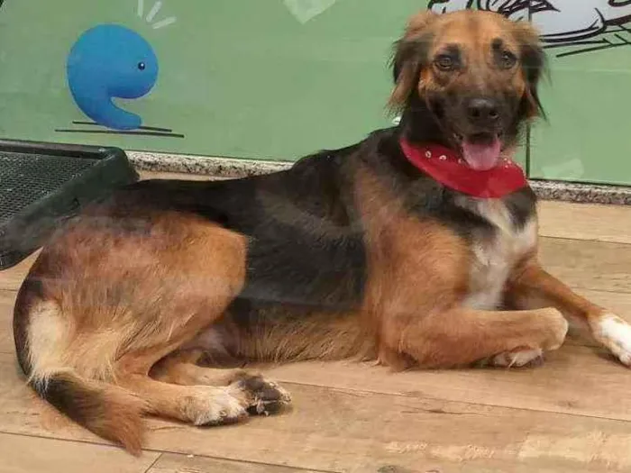Cachorro ra a SRD idade 2 anos nome RUBI