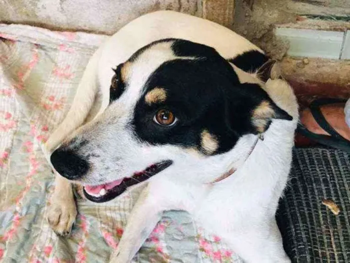 Cachorro ra a SRD idade 2 anos nome Saraia 