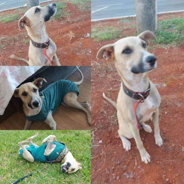 Cachorro ra a SRD idade 1 ano nome Mili