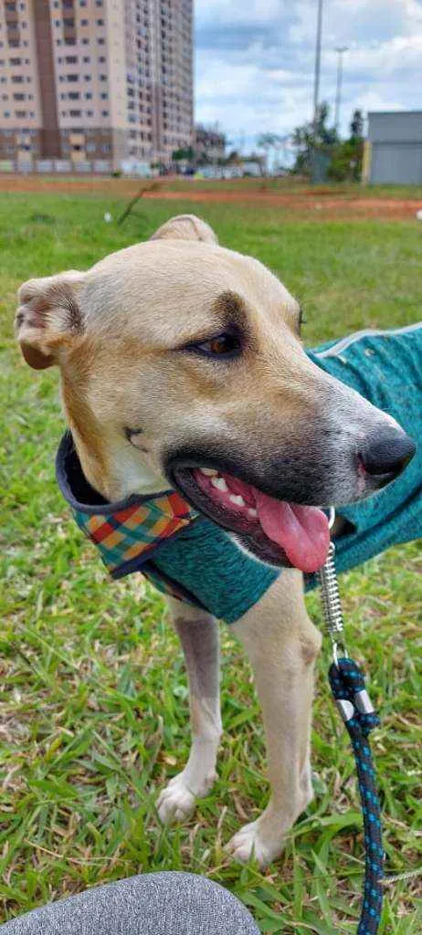 Cachorro ra a SRD idade 1 ano nome Mili