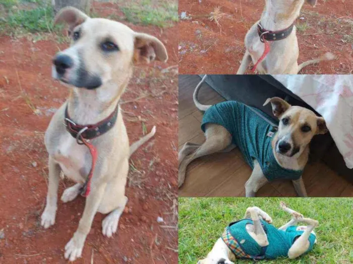 Cachorro ra a SRD idade 1 ano nome Mili