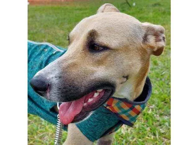 Cachorro ra a SRD idade 1 ano nome Mili