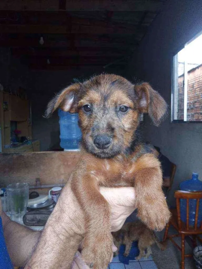 Cachorro ra a Mista  idade Abaixo de 2 meses nome Sem nome