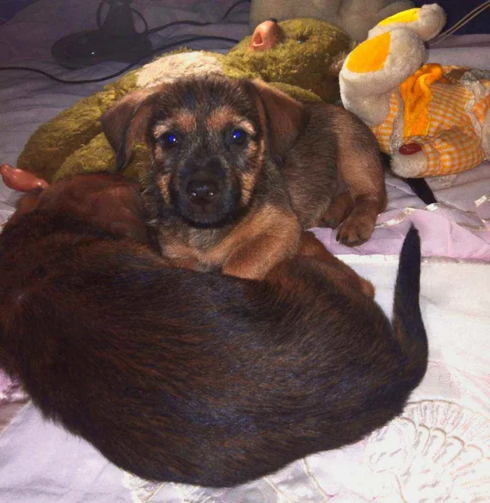Cachorro ra a Mista  idade Abaixo de 2 meses nome Sem nome